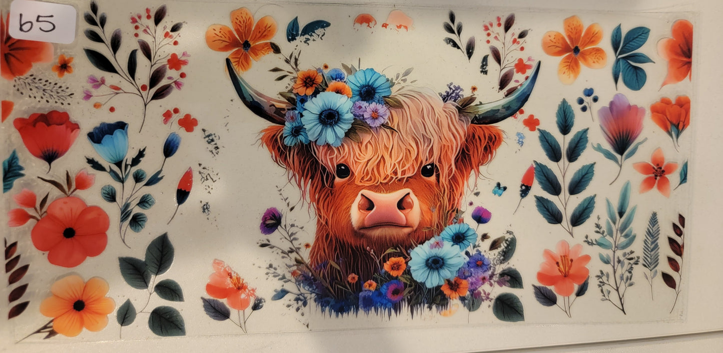Highland Cows 65