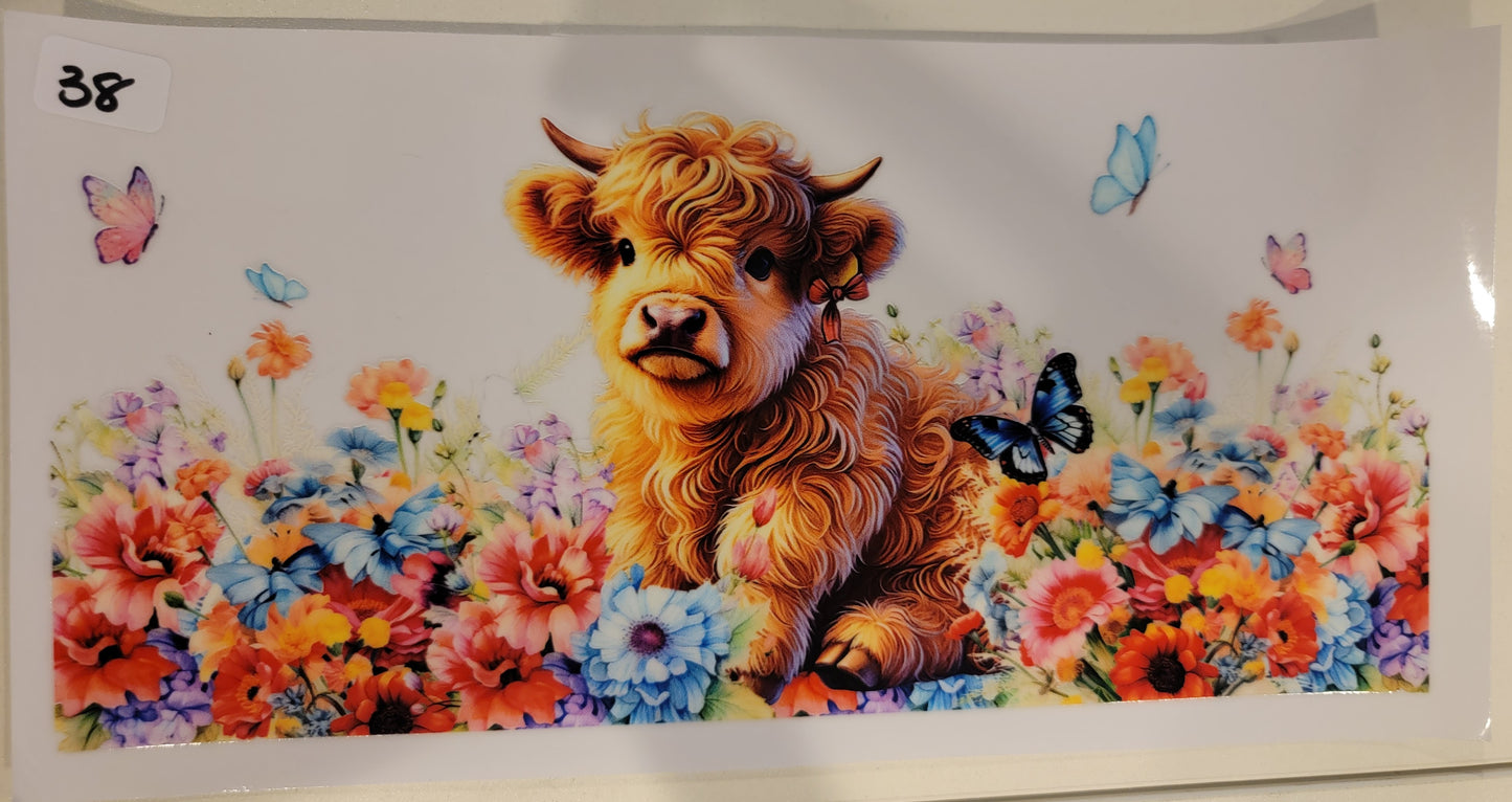 Highland Cows 38