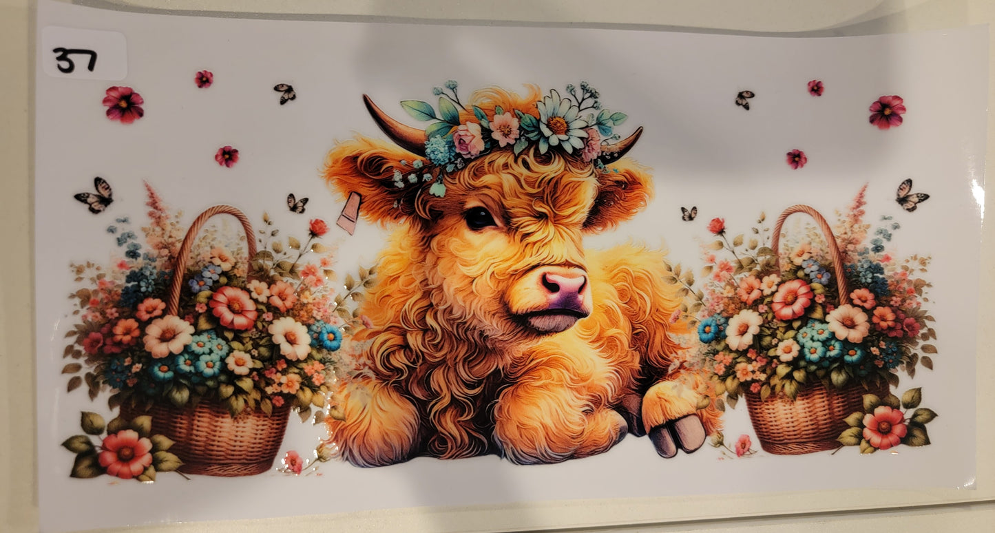 Highland Cows 37