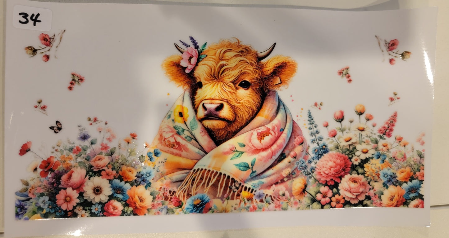 Highland Cows 34