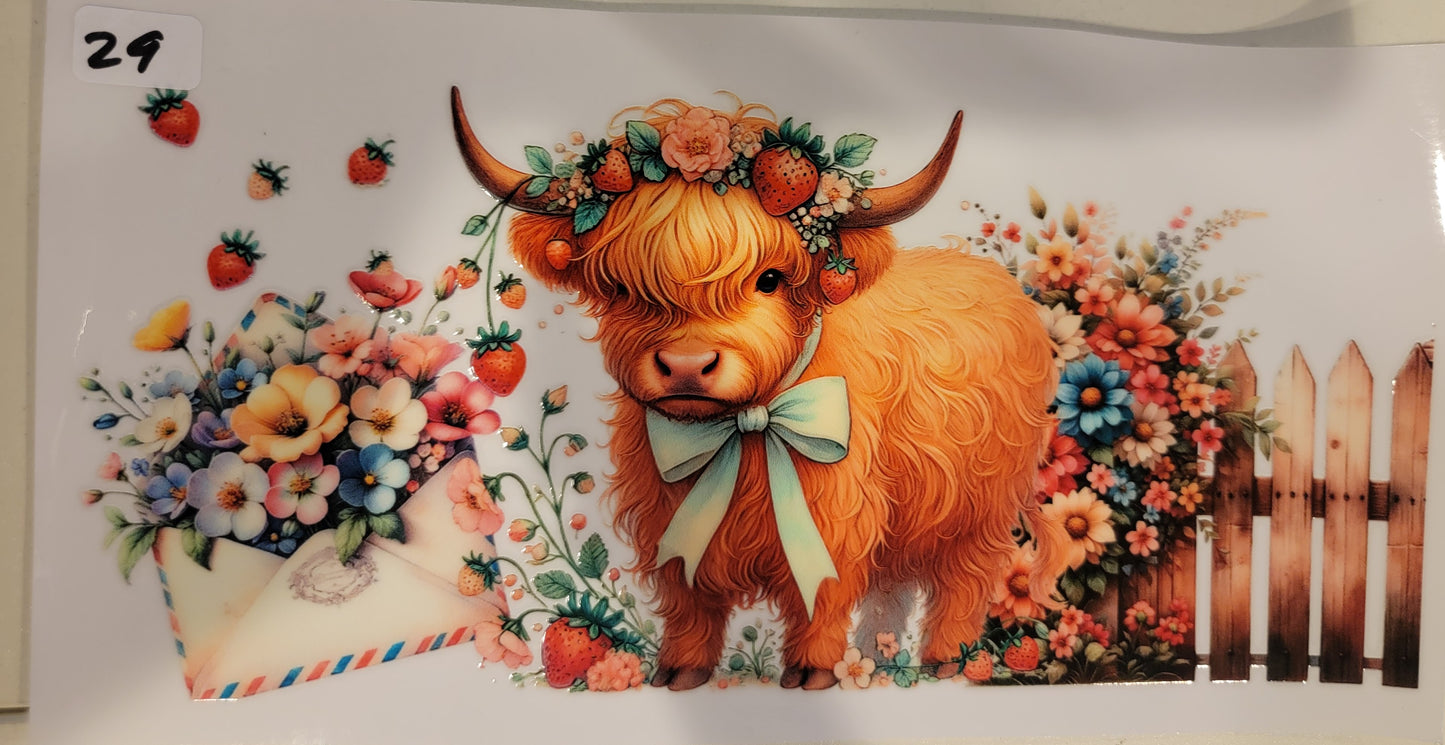 Highland Cows 29
