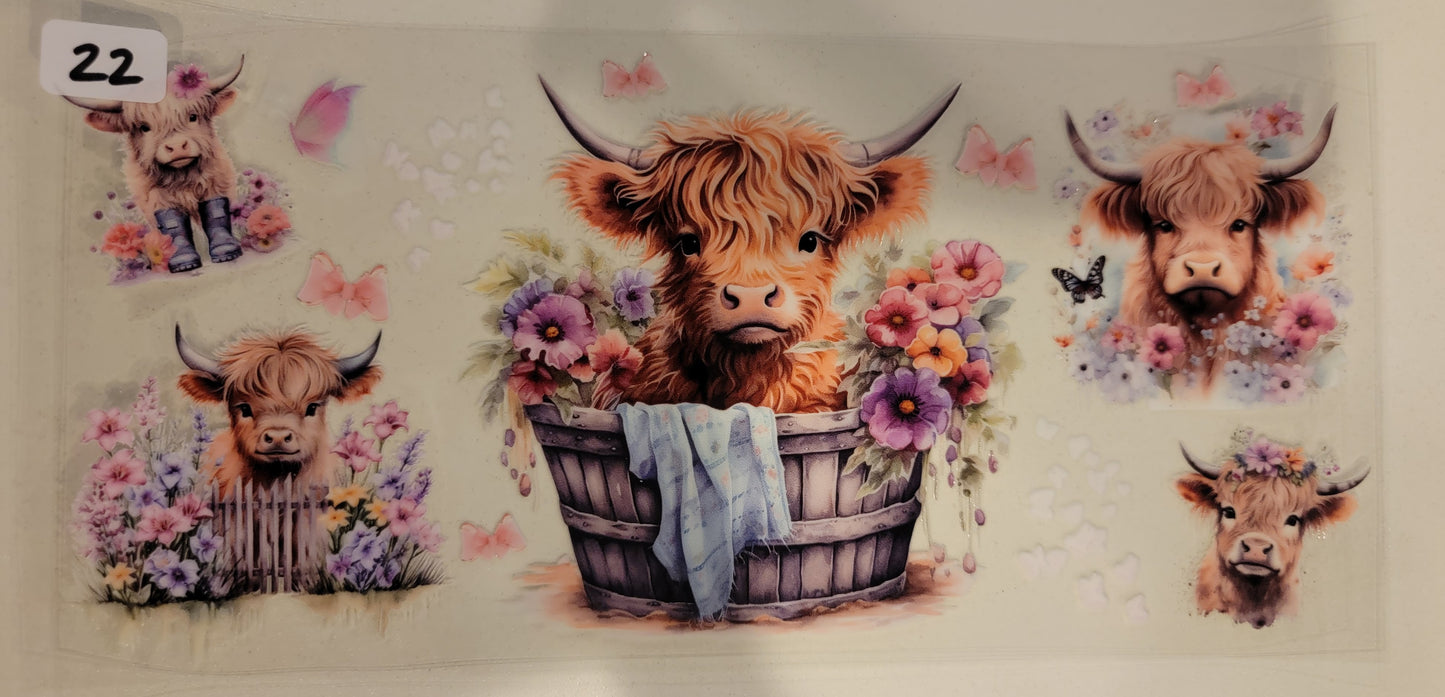 Highland Cows 22
