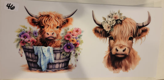 Highland Cows 46