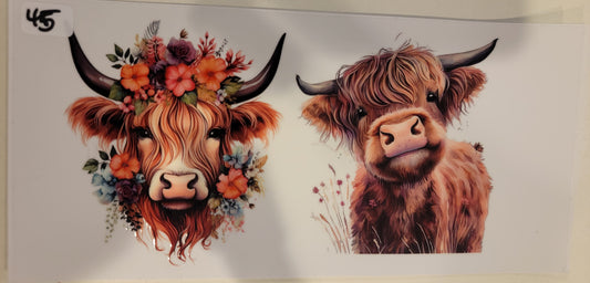 Highland Cows 45