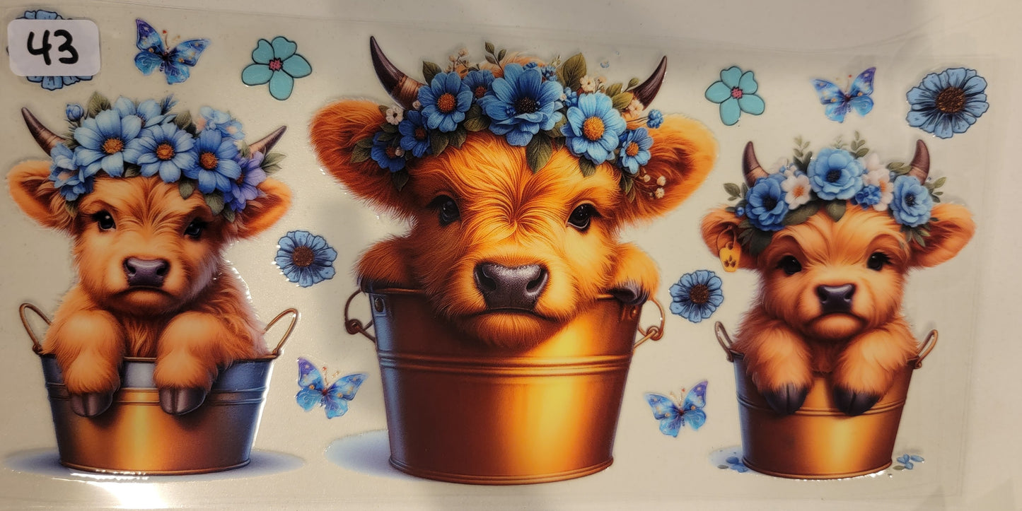 Highland Cows 43