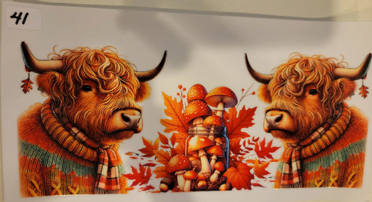 Highland Cows 41