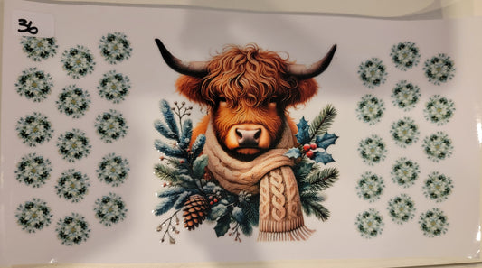 Highland Cows 36