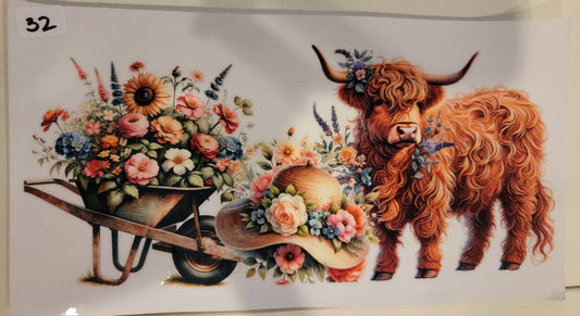 Highland Cows 32