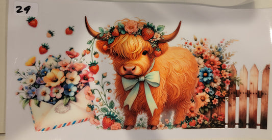 Highland Cows 29