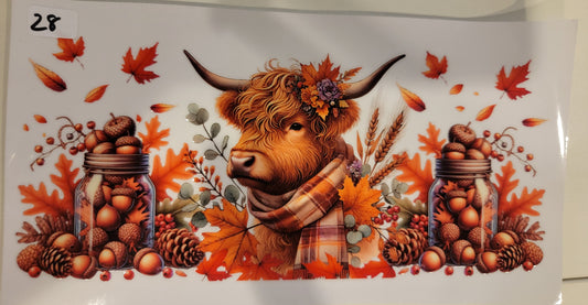 Highland Cows 28