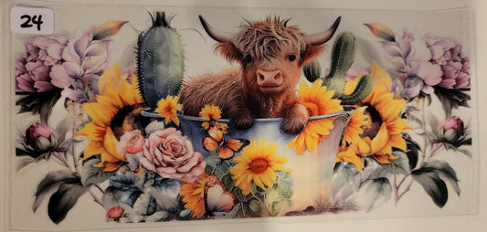 Highland Cows 24