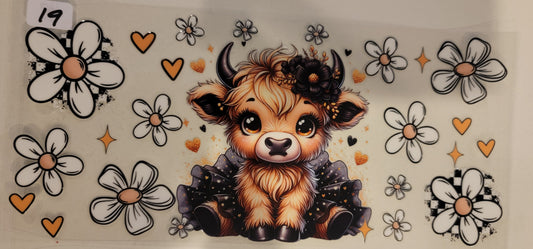 Highland Cows 19