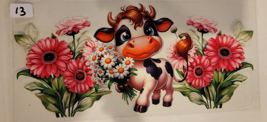 Highland Cows 13