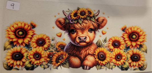 Highland Cows 9
