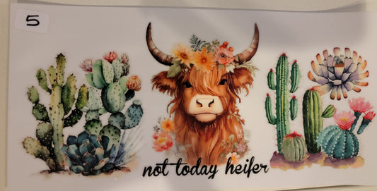 Highland Cows 5